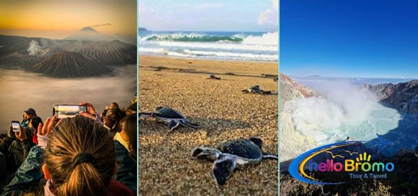Mount Bromo Ijen Crater Sukamade Tour from Bali 4 Days 3 Nights